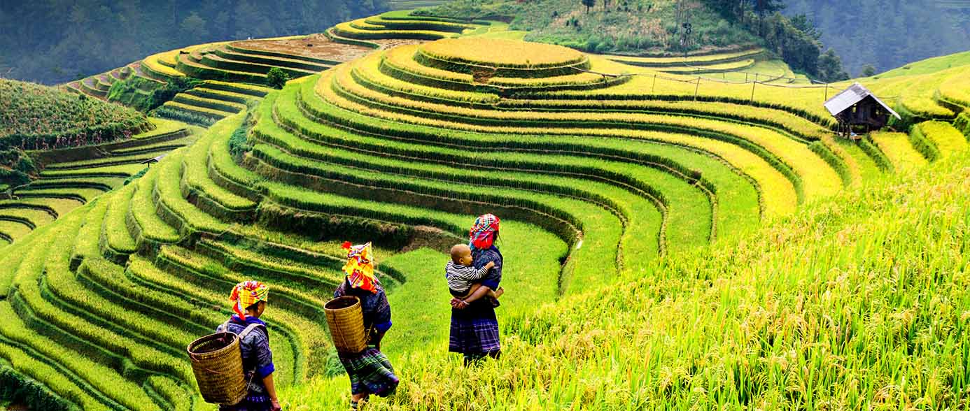 Terraced fields - Mu Cang Chai, Sapa