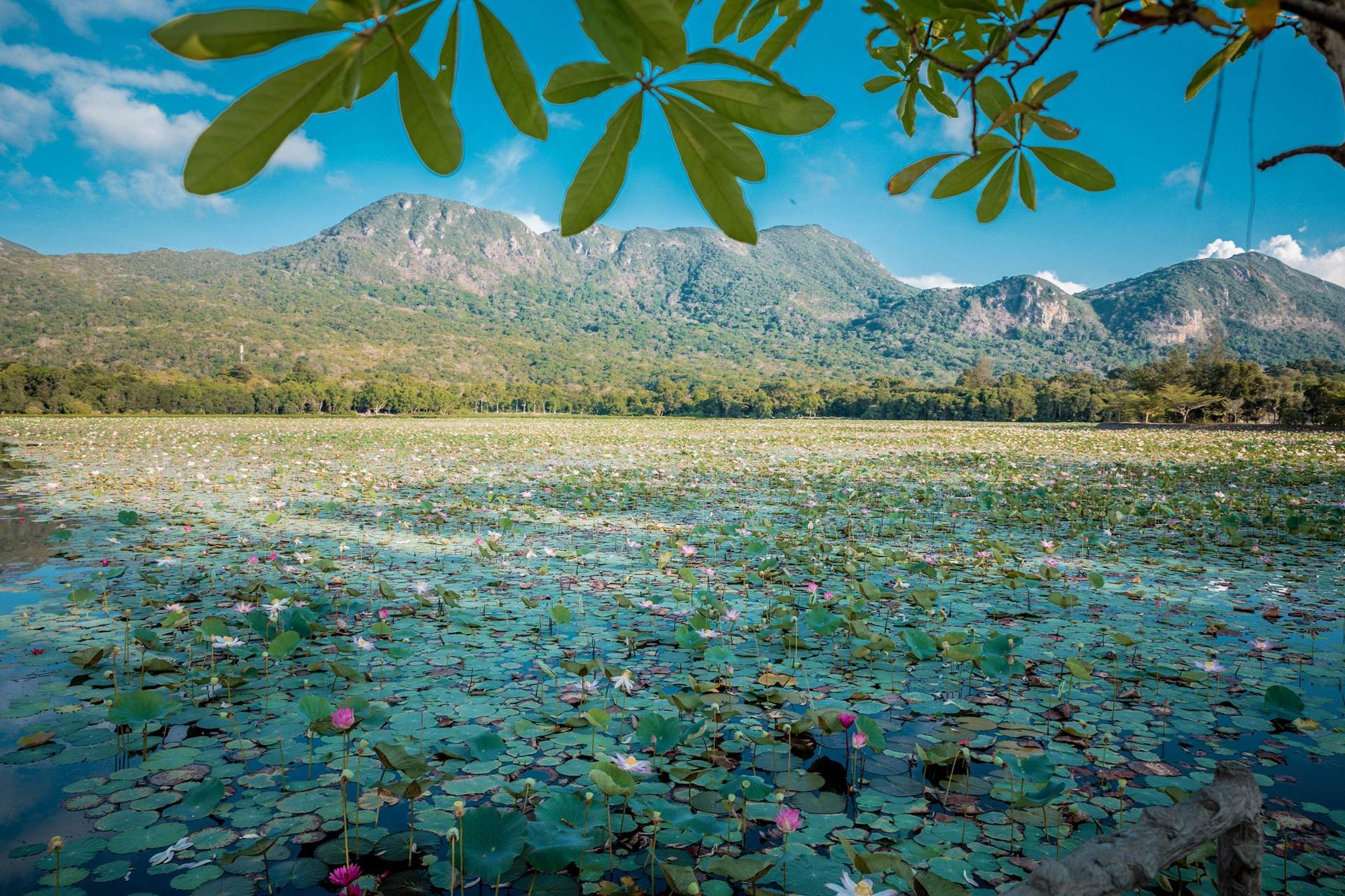Con Dao Island National Park 