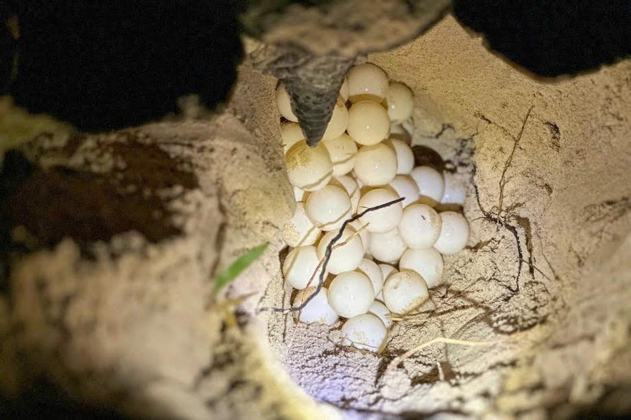 Con Dao Island turtle