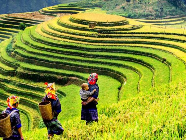 Terraced fields - Mu Cang Chai, Sapa