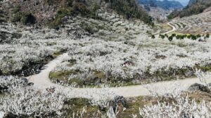plum blossom Vietnam Esteem Travel tour