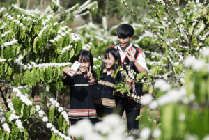 central highlands Coffee Flower Dak Lak